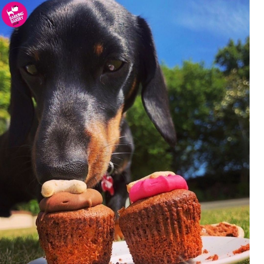 A doggy seal of approval for muffin trays!